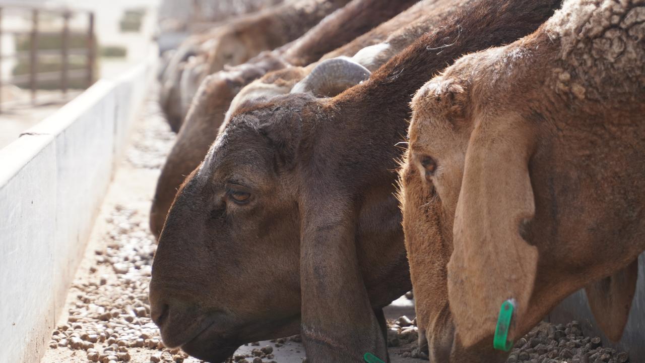 الأمن الغذائي: الأولويات الإستراتيجية للمملكة العربية السعودية